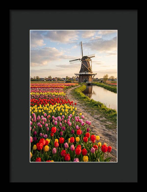 Spring Tulips By The Windmill