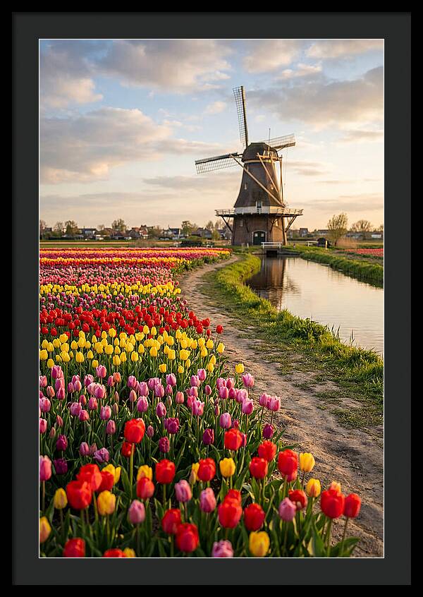 Spring Tulips By The Windmill