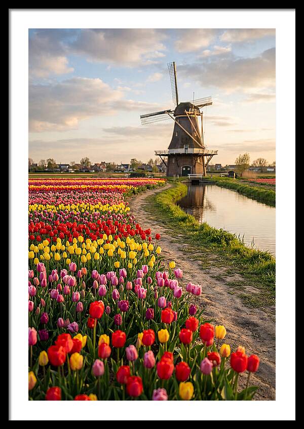 Spring Tulips By The Windmill
