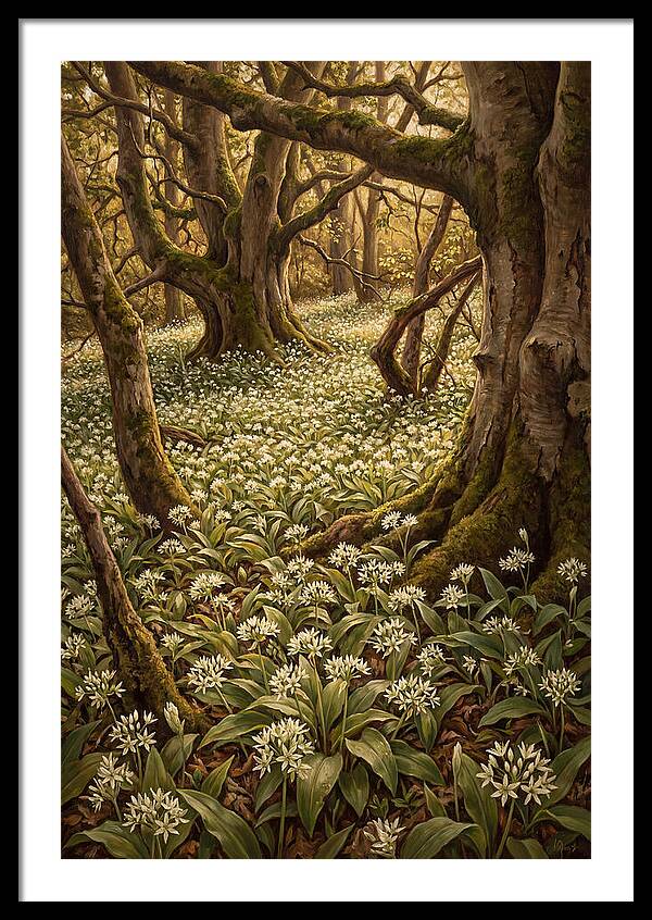 Spring Wild Garlic Bloom