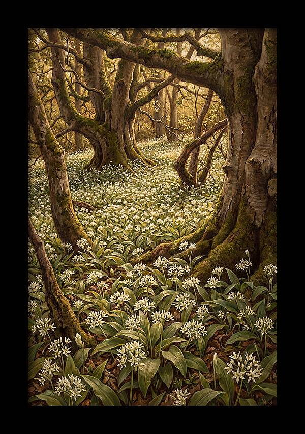 Spring Wild Garlic Bloom