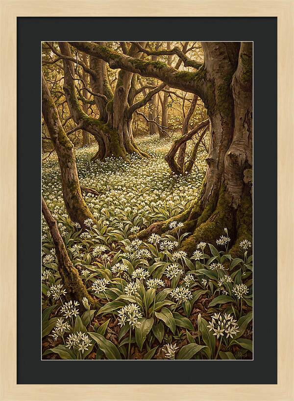 Spring Wild Garlic Bloom