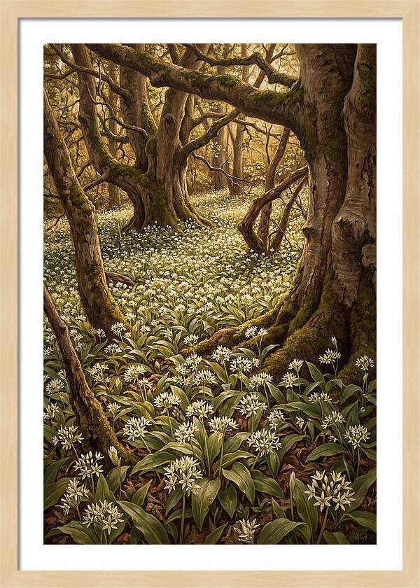 Spring Wild Garlic Bloom