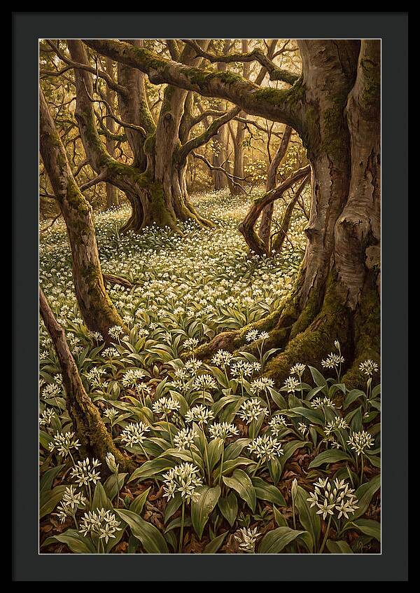 Spring Wild Garlic Bloom