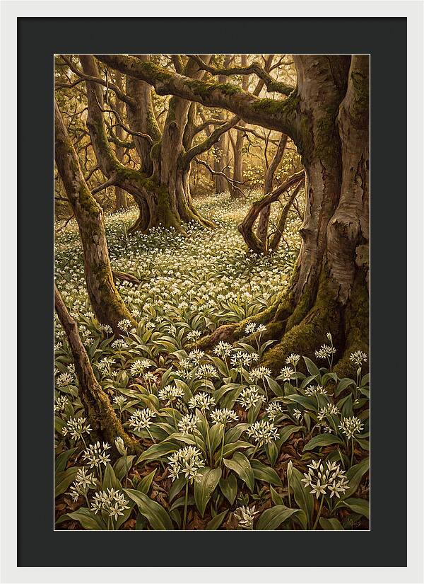 Spring Wild Garlic Bloom