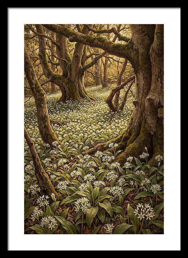Spring Wild Garlic Bloom