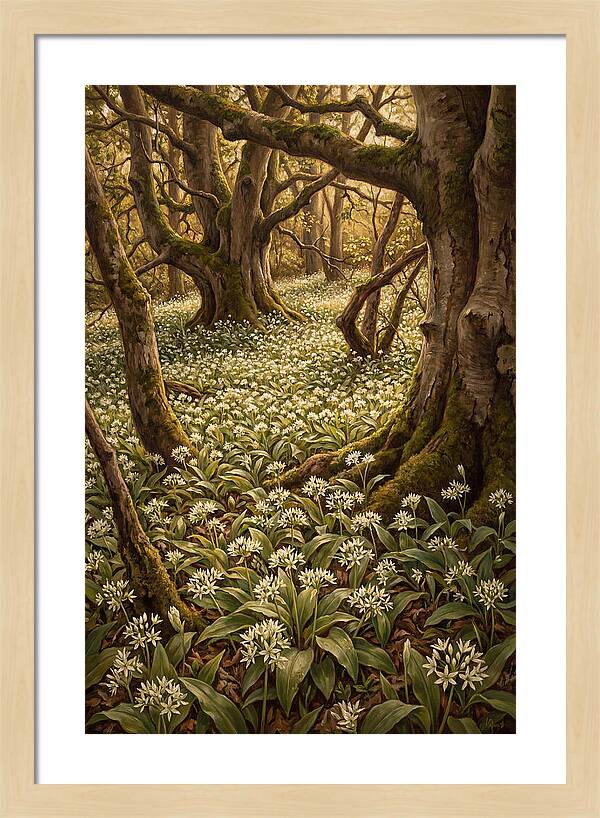 Spring Wild Garlic Bloom