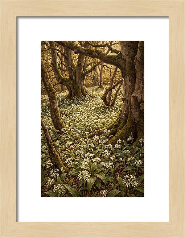 Spring Wild Garlic Bloom