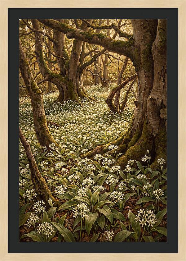 Spring Wild Garlic Bloom