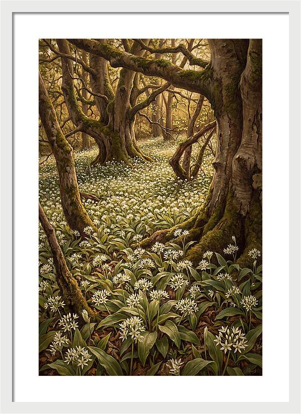 Spring Wild Garlic Bloom