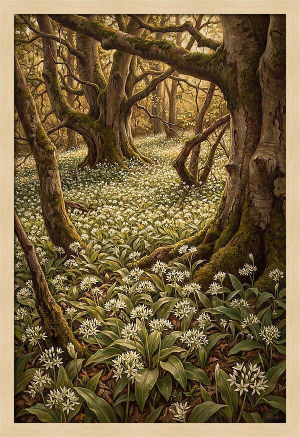 Spring Wild Garlic Bloom