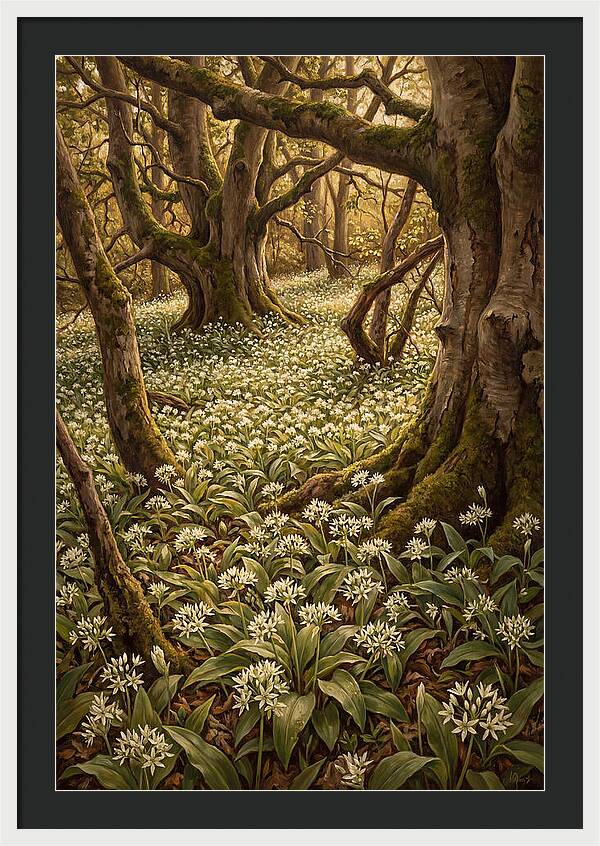 Spring Wild Garlic Bloom