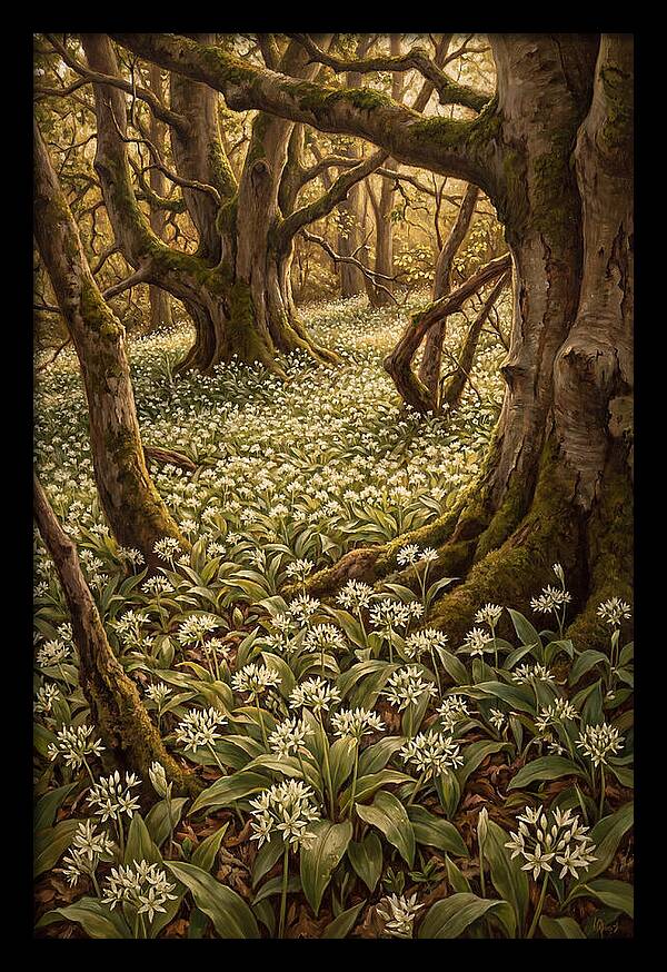 Spring Wild Garlic Bloom