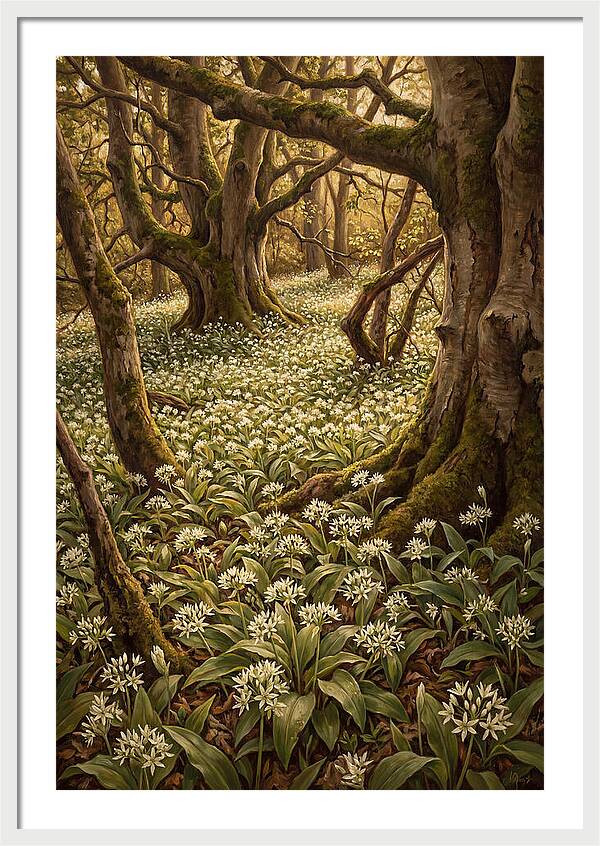 Spring Wild Garlic Bloom