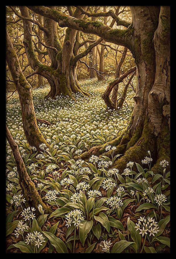 Spring Wild Garlic Bloom