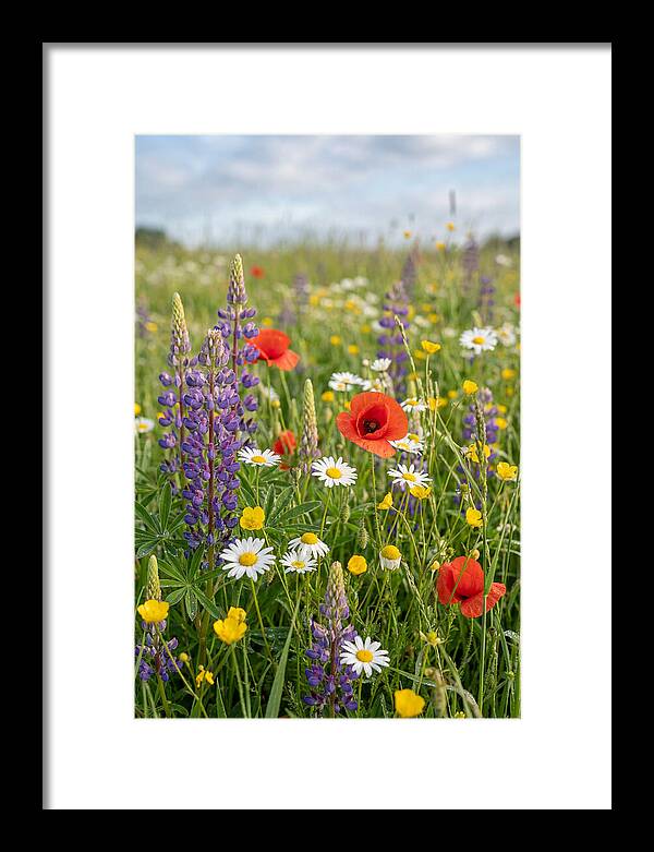 Spring Wildflower Meadow