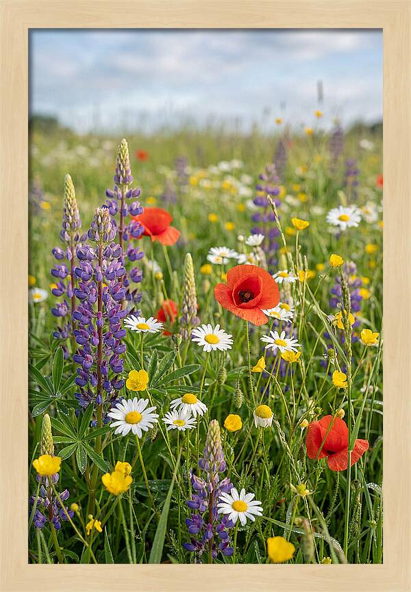 Spring Wildflower Meadow