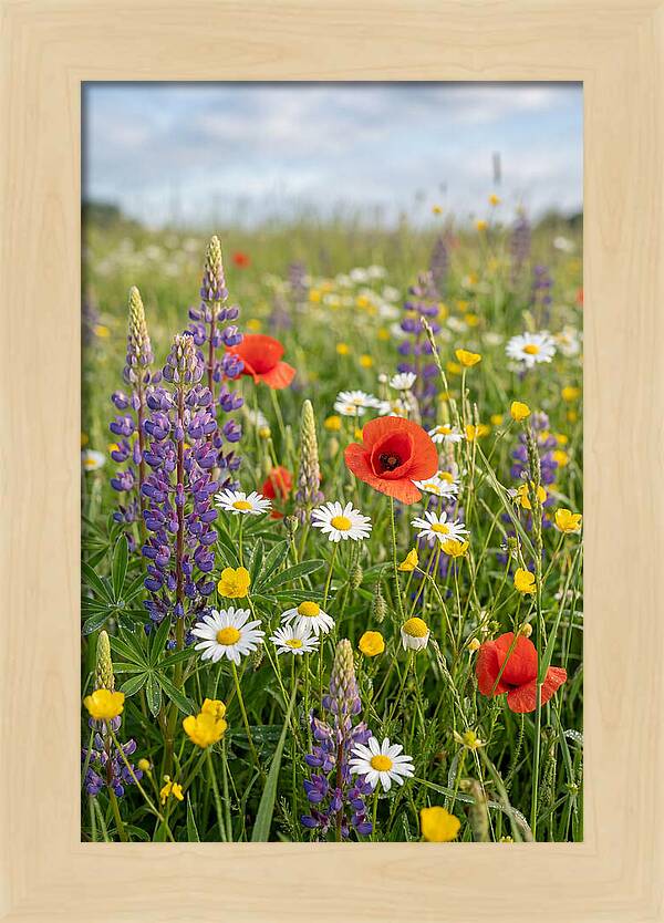 Spring Wildflower Meadow