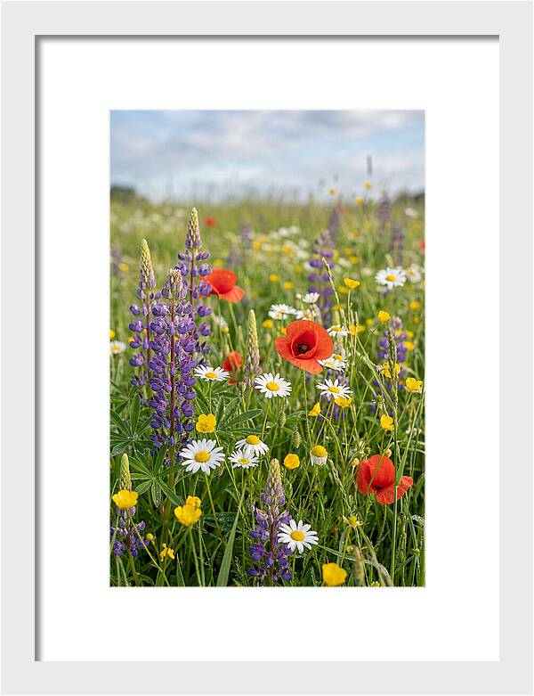 Spring Wildflower Meadow