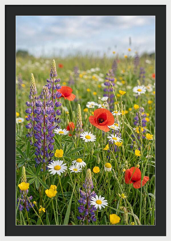 Spring Wildflower Meadow