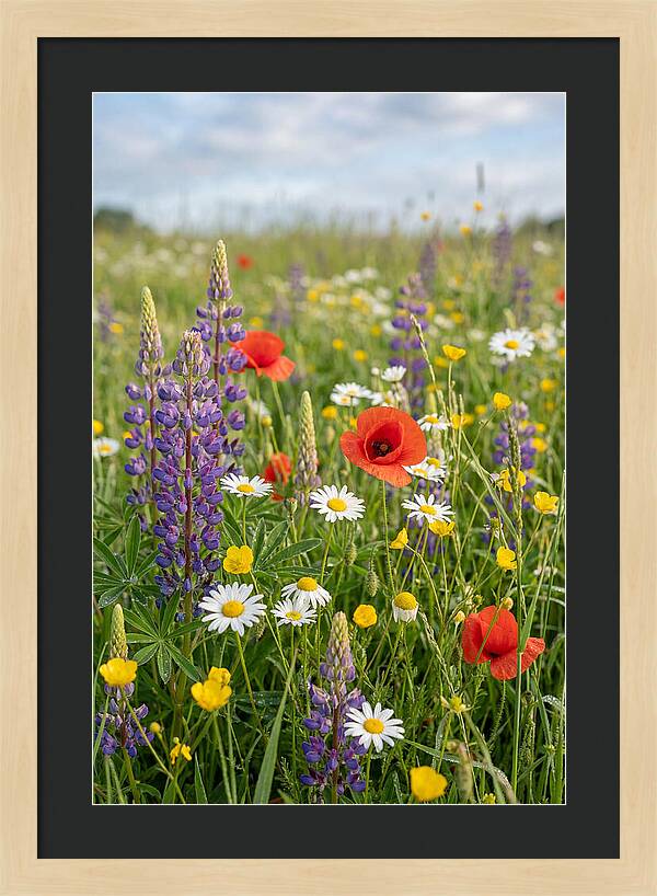 Spring Wildflower Meadow