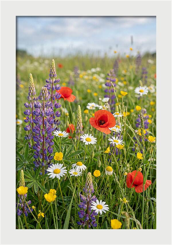 Spring Wildflower Meadow