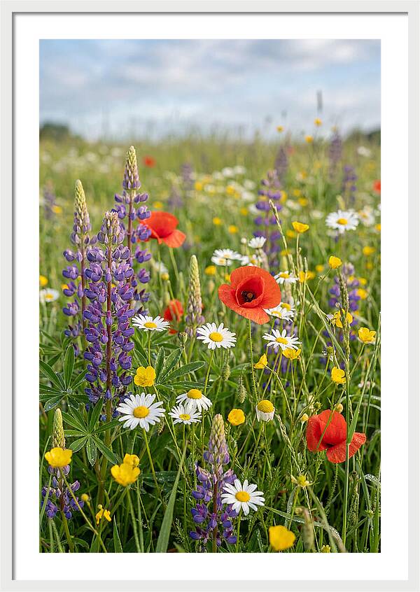 Spring Wildflower Meadow