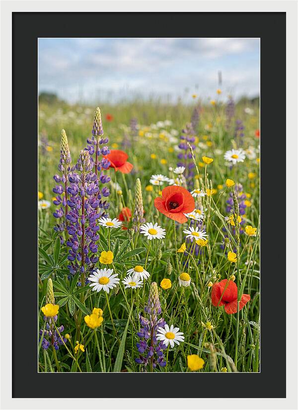 Spring Wildflower Meadow