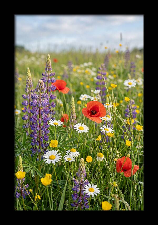 Spring Wildflower Meadow