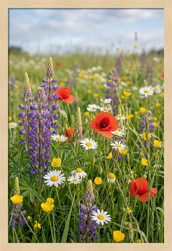 Spring Wildflower Meadow