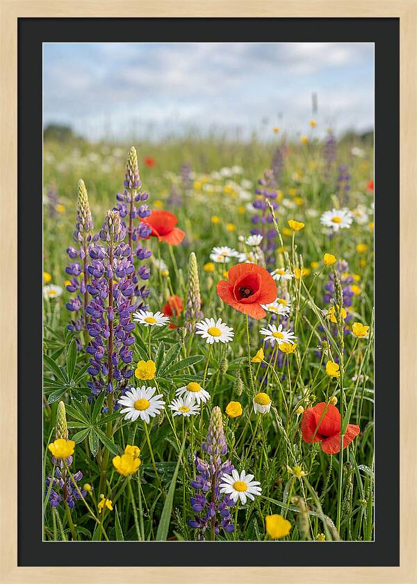Spring Wildflower Meadow