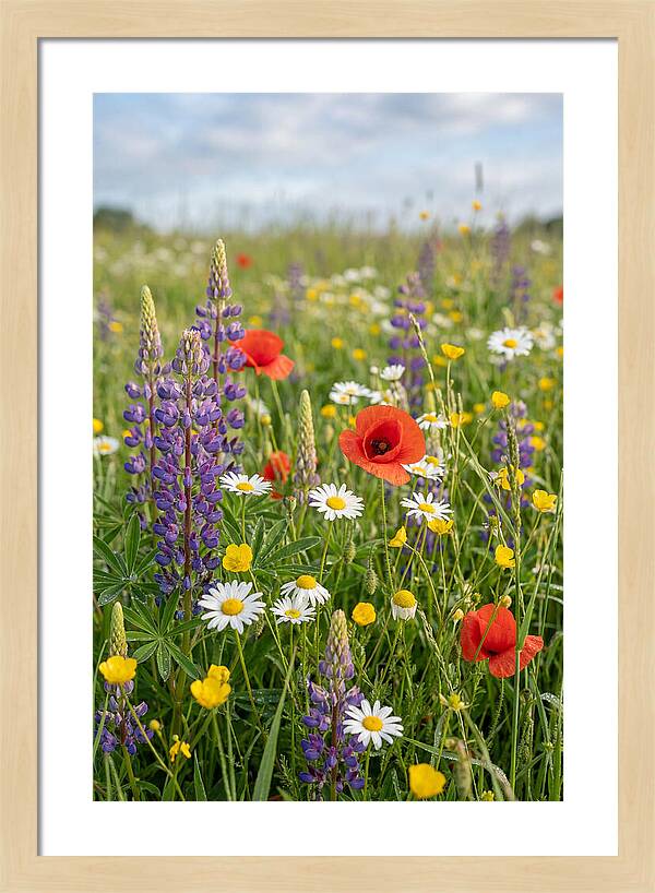 Spring Wildflower Meadow