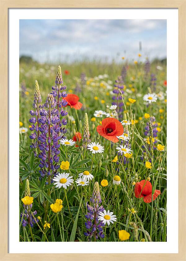 Spring Wildflower Meadow