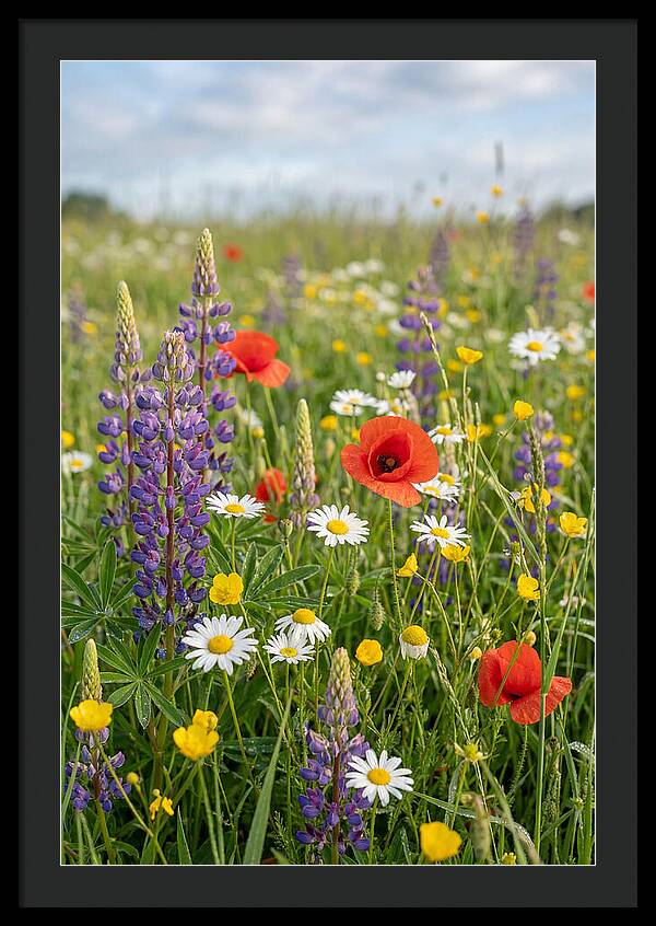 Spring Wildflower Meadow
