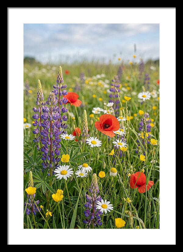 Spring Wildflower Meadow