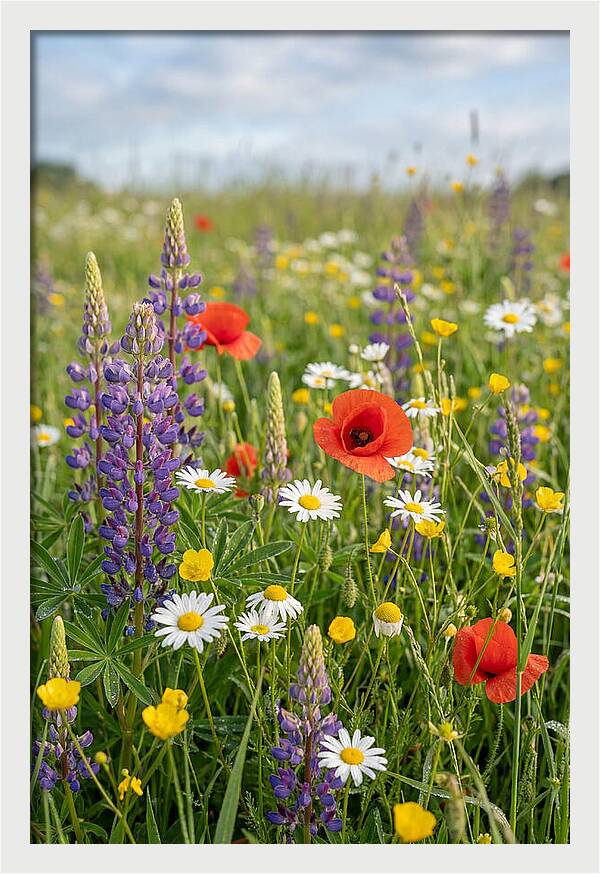 Spring Wildflower Meadow