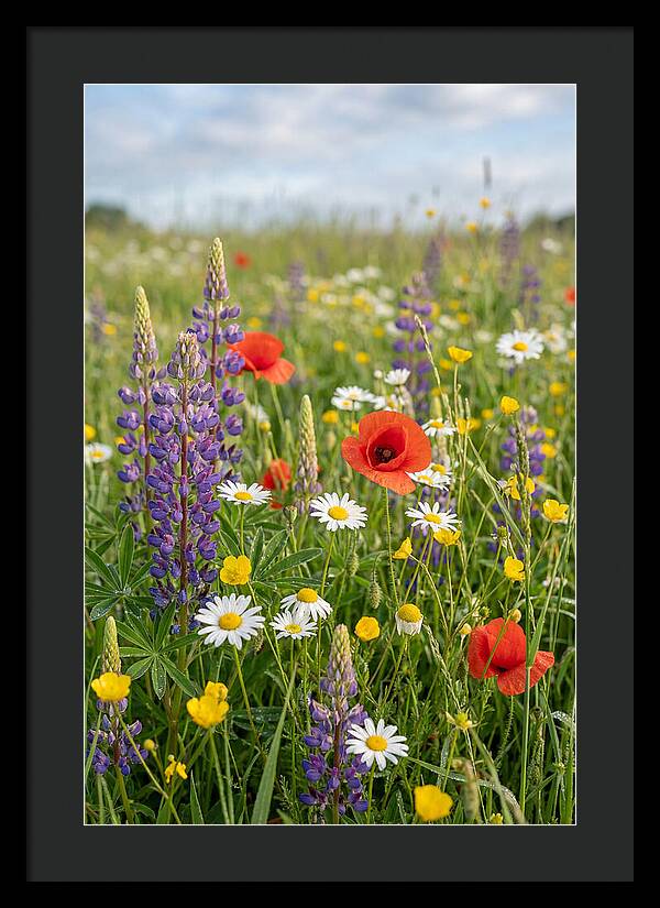 Spring Wildflower Meadow