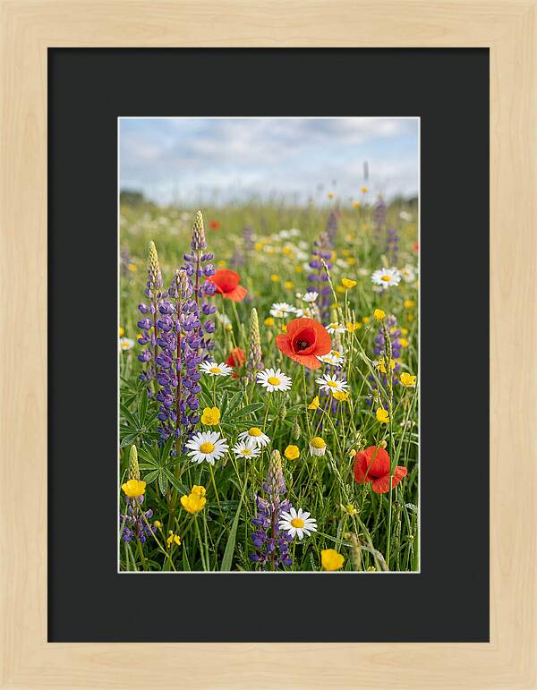 Spring Wildflower Meadow