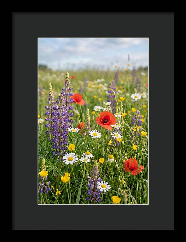 Spring Wildflower Meadow