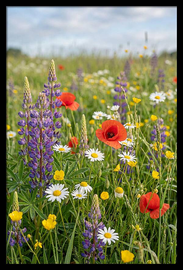 Spring Wildflower Meadow