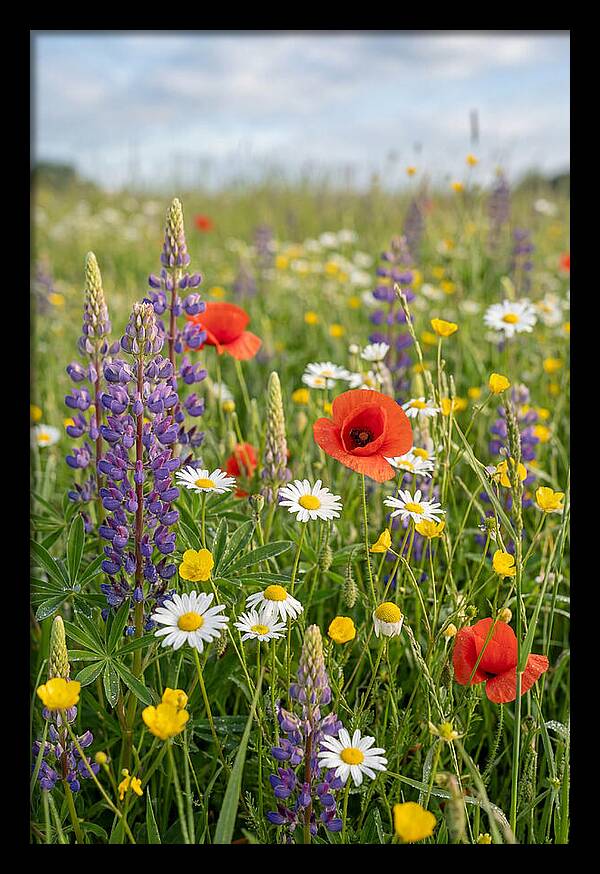 Spring Wildflower Meadow