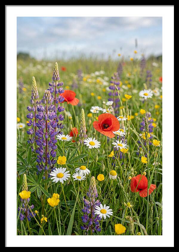 Spring Wildflower Meadow