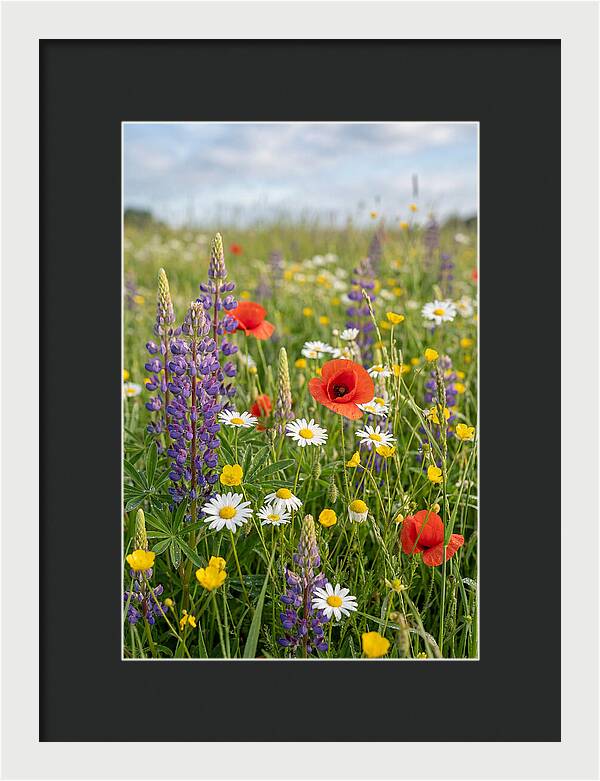 Spring Wildflower Meadow