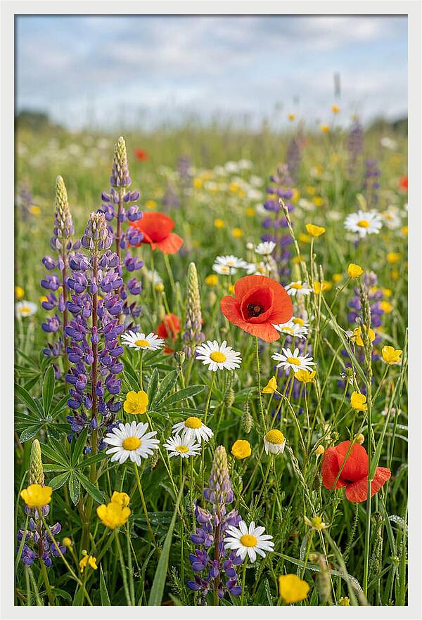 Spring Wildflower Meadow
