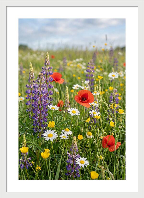 Spring Wildflower Meadow