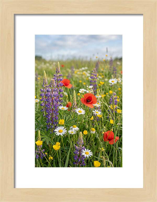 Spring Wildflower Meadow