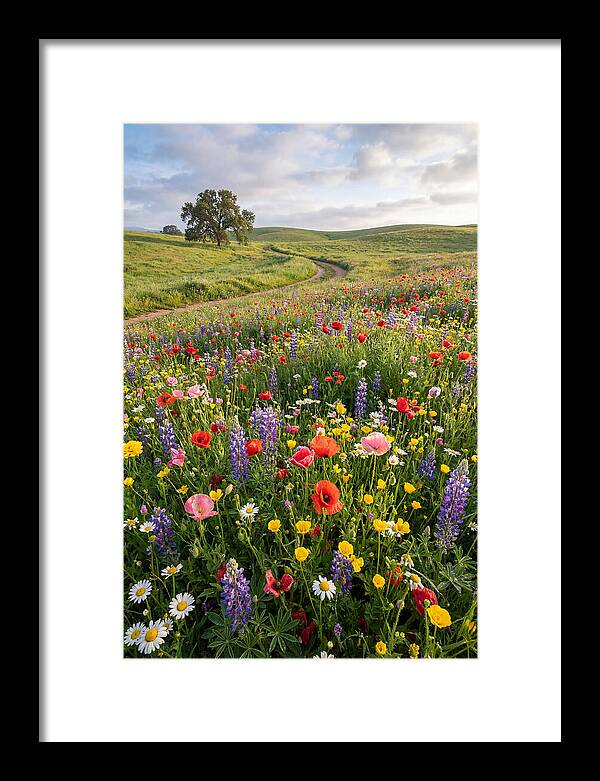 Spring Wildflowers In Bloom