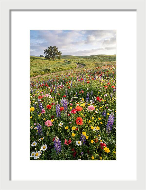 Spring Wildflowers In Bloom