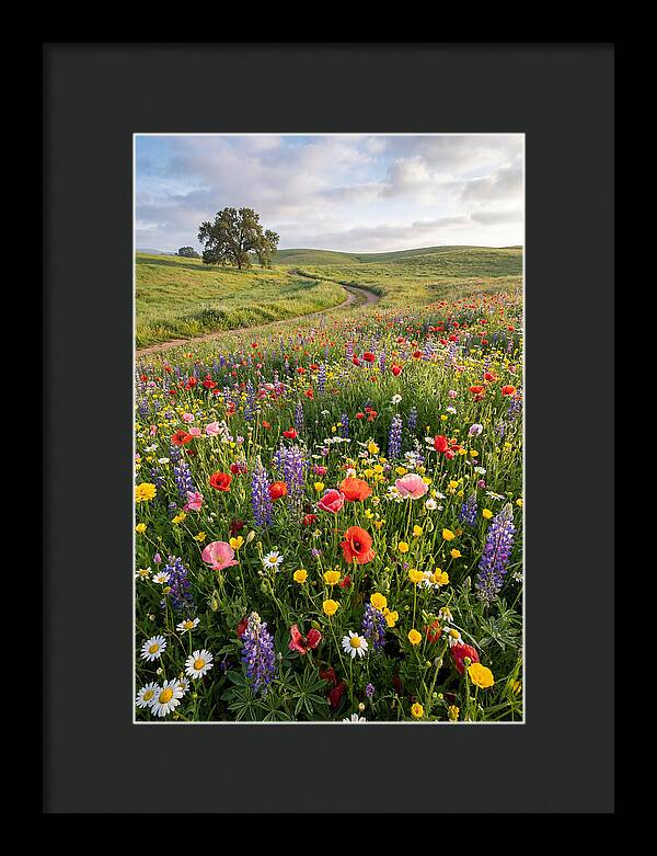 Spring Wildflowers In Bloom
