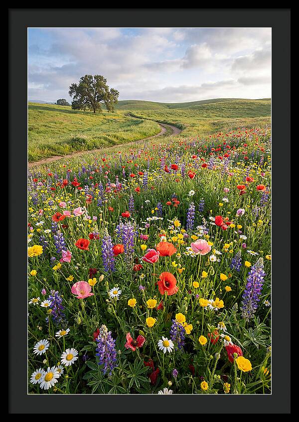 Spring Wildflowers In Bloom